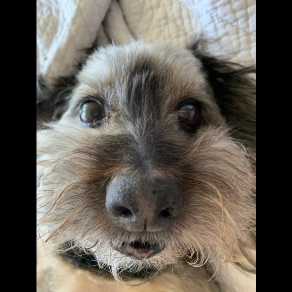 Meet your Posher, Francine - Picture 1 of 1